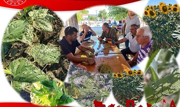 Üreticilere çayır tırtılı uyarısı