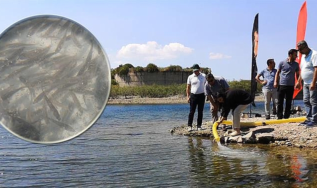 Göletlere 1 milyon 500 bin balık yavrusu bırakıldı