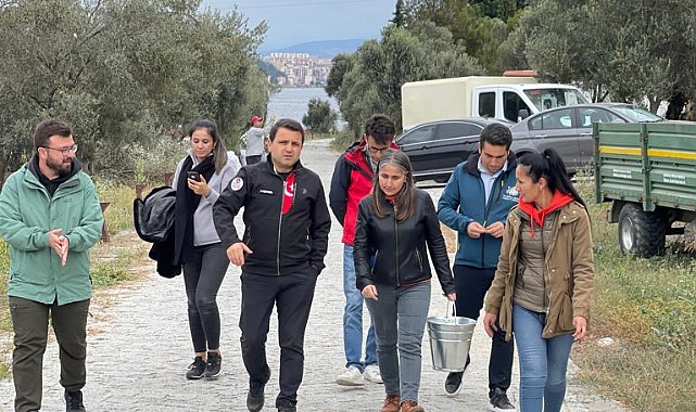 Tarihi Alan'da zeytin hasadı