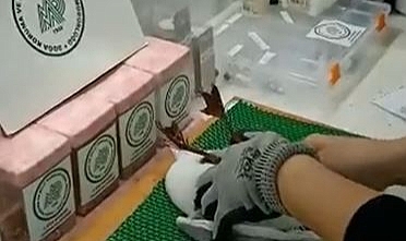 Yaralı martı emin ellerde…