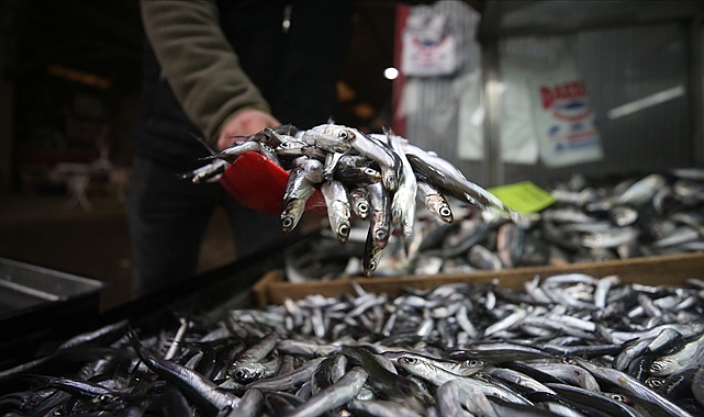 Hamsi avcılığı 15 Nisan'a kadar yasak