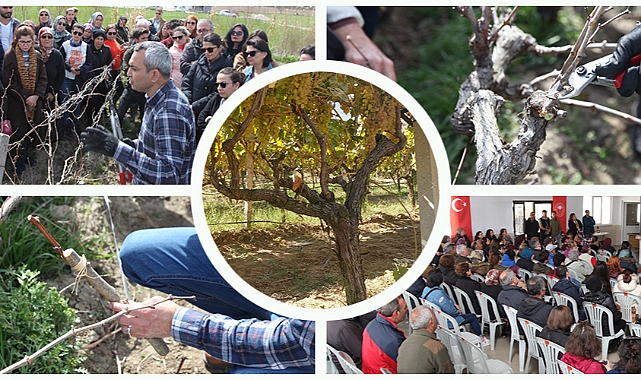 Çanakkale'de yıllık 46 bin ton üzüm üretiliyor