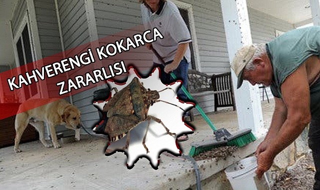 Kahverengi kokarca uyarısı