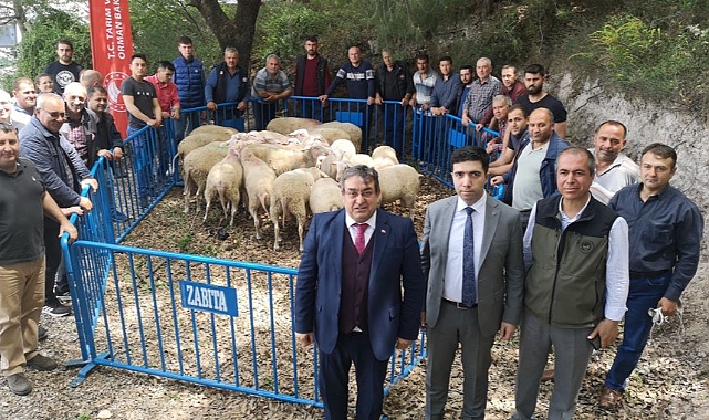 Bayramiç'te yetiştiricilere damızlık koç dağıtıldı