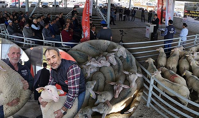 Üreticilere damızlık koç desteği