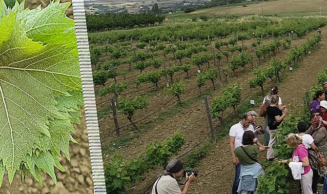 'Çanakkale Bağlarından Sofraya Yemeklik Asma Yaprağı'