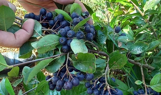 Yenice'de aronya hasadı