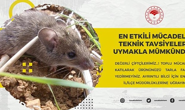 Üreticilere tarla faresi uyarısı