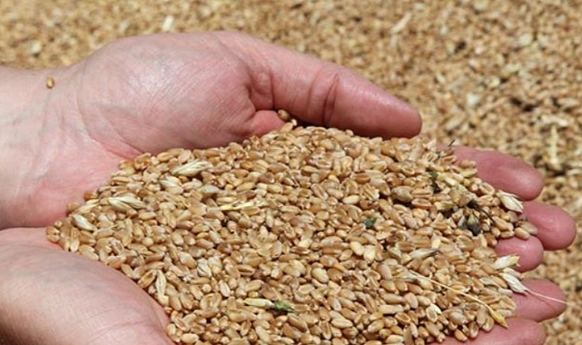 Yerli yeni buğday çeşitleri anlatıldı