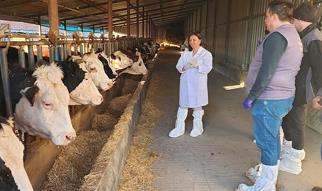 Büyükbaş hayvanlar şap aşısıyla korunacak