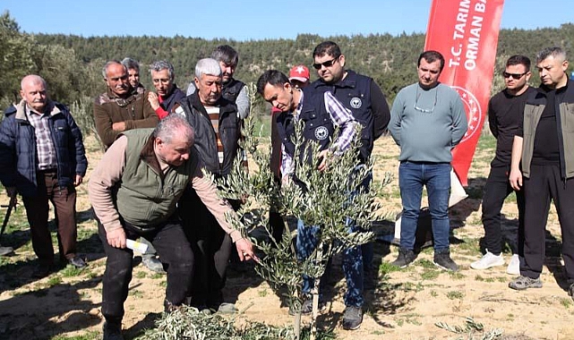 Zeytin yetiştiricilerine eğitim