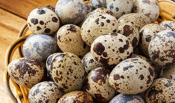 Kırlangıç Yumurtasının Sağlık Faydaları ve Kullanımı