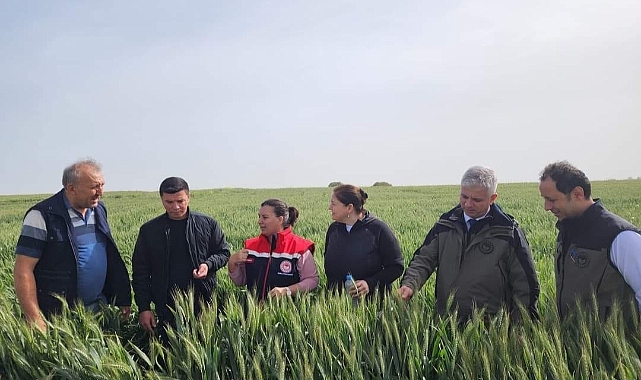 Süne zararlısıyla mücadele çalışmalarını sürdürüyor