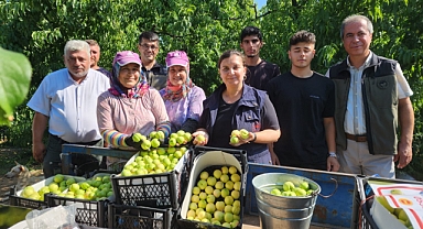 Bayramiç Beyazı'nda hasat çalışması