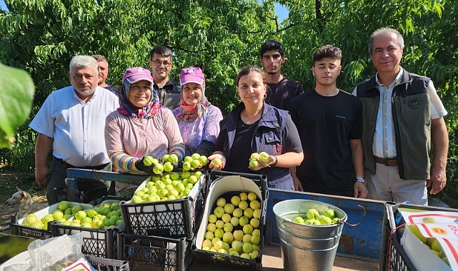 Bayramiç Beyazı'nda hasat çalışması