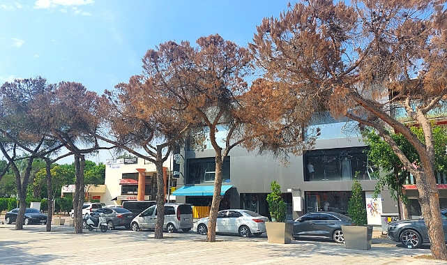 Cumhuriyet Meydanı'na meşe ağaçları dikilecek