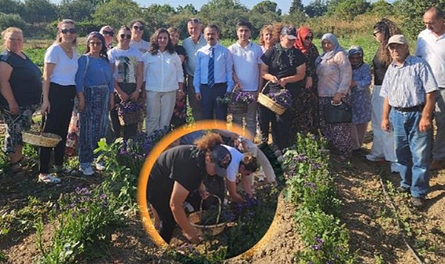 Halileli Köyünde çiçek hasadı