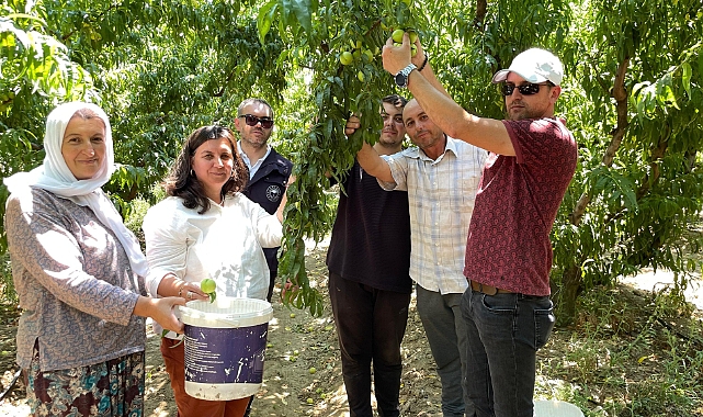 Bayramiç Beyazı hasat ediliyor