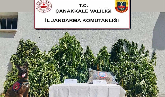 Jandarmadan uyuşturucu operasyonu