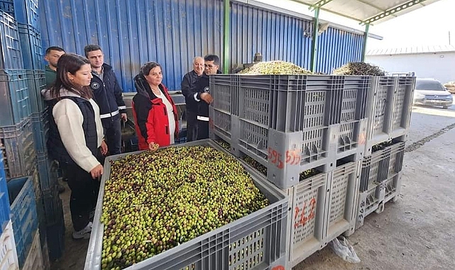 Zeytinyağı fabrikalarında yoğunluk