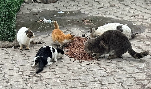 Lapseki Belediyesi'nden mama desteği