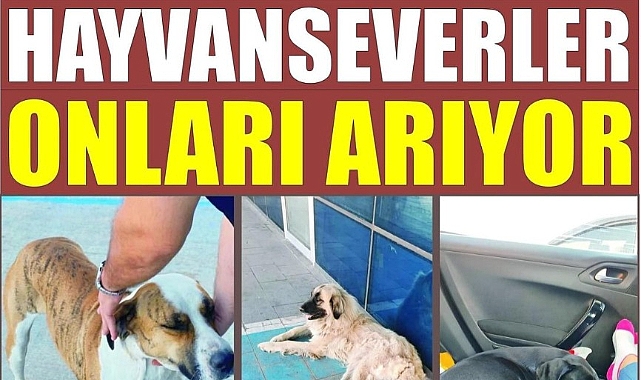 Hayvan Hakları İhlallerine Son Vermek İçin Artık Yeter!