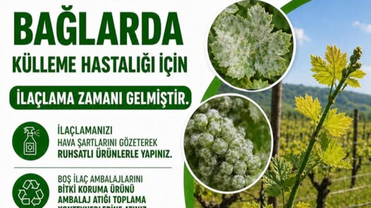 Çanakkale’de üreticilere “külleme hastalığı” uyarısı!
